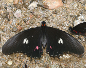 Papilio isidorus. Rio Broncini, Yungas, Bolivia d. 2 februar 2006. Fotograf: Lars Andersen