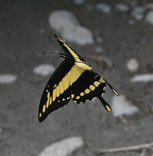Giant Swallowtail, Heraclides thoas (Linnaus, 1771).Tocana, Yungas, Bolivia. d. 23 januar 2006. Fotograf: Lars Andersen