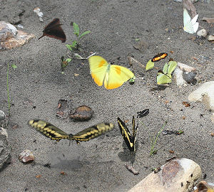 Giant Swallowtail, Papilio thoas (Linnaus, 1771).Tocana, Yungas, Bolivia. d. 23 januar 2006. Fotograf: Lars Andersen