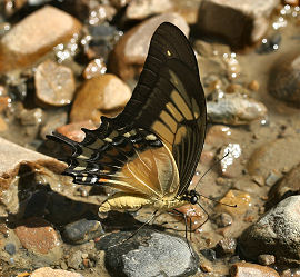 Queen Swallowtail, Papilio androgeus (Cramer, 1775). Chala, Yungas, Bolivia. d. 27 januar 2006. Fotograf: Lars Andersen