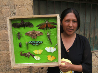 Her bliver sommerfuglesamlingen vist frem. Caranavi, Yungas, Bolivia d. 19 februar 2006. Fotograf: Peter Møllmann