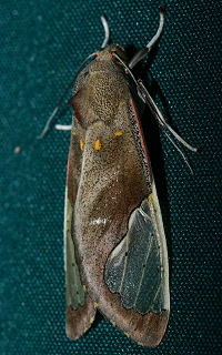 Tiger Moth, Bertholdia trigona. Coroico, Yungas, Bolivia. d. 19 januar 2006. Fotograf: Lars Andersen