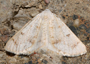 Dyscia penulataria (Hbner, 1819) Spain, prov. Almeria, 350 m 3701'41"N, 0225'42"W Rambla de Tabernas, 5 km SW Tabernas, d. 31 oktober 2005. Fotograf: Bjarne Skule