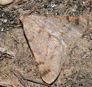 Isturgia miniosaria (Duponchel, 1829) Spain, prov. Almeria, 350 m 3701'41"N, 0225'42"W Rambla de Tabernas 5 km SW Tabernas, d. 31 oktober 2005. Fotograf: Bjarne Skule