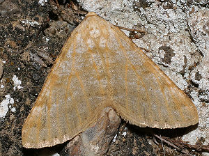 Isturgia miniosaria (Duponchel, 1829) Spain, prov. Almeria, 350 m 3701'41"N, 0225'42"W Rambla de Tabernas, 5 km SW Tabernas, d. 31 oktober 2005. Fotograf: Bjarne Skule