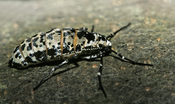 Stor Frostmler, Erannis defoliaria (Clerck, 1759) hun. Raadvad, Nordsjlland d. 30 november 2005. Fotograf: Lars Andersen