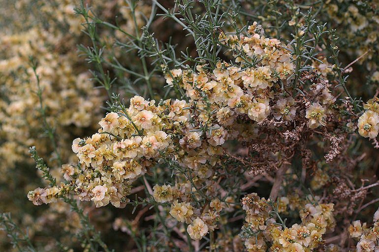 Salsola oppositifolia Desf. (Chenopodiaceae) Synonym: Salsola verticillata Schousboe. En sodaurt. Det, der ligner blomster, er frugtbrsterne. Spain, prov. Almeria, 350 m 3701'41"N, 0225'42"W Rambla de Tabernas, 5 km SW Tabernas, d. 31 oktober 2005. Fotograf: Bjarne Skule