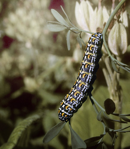 Korsikansk Svalehale, Papilio hospiton larve. Fotograf; Tom Nygaard Kristensen