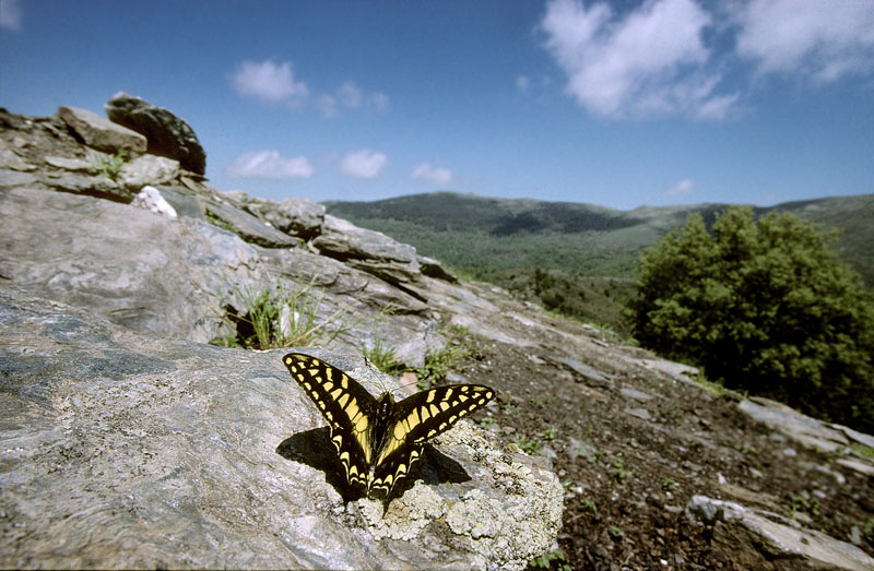 Korsikansk Svalehale, Papilio hospiton. Mt Genargentu. Sardinia. Italien ultimo maj 2005. Fotograf; Tom Nygaard Kristensen