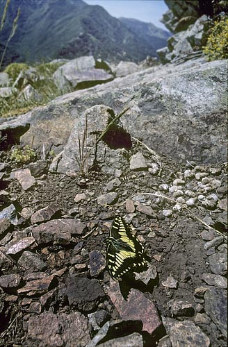 Korsikansk Svalehale, Papilio hospiton. Col  Vizzavona. Haute-Corse, Frankrig d. 21 juni 2001. Fotograf; Tom Nygaard Kristensen