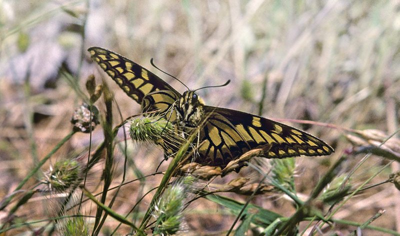 Korsikansk Svalehale, Papilio hospiton. Punta Muro, 1550 m. Haute-Corse, Frankrig d. 20 juni2001. Fotograf; Tom Nygaard Kristensen