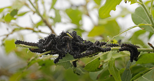 stlig Takvinge, Nymphalis xanthomelas larver. Blekinge d. 20 juni 2015. Fotograf; Lars Andersen