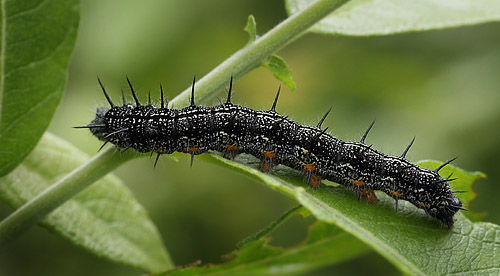 stlig Takvinge, Nymphalis xanthomelas larver. Blekinge d. 20 juni 2015. Fotograf; Lars Andersen