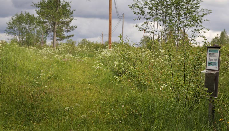 Lokalitet for Ærensprispletvinge, Melitaea britomartis. Fagersta, Västmanland, Sverige d. 14 juni 2015. Fotograf; Lars Andersen