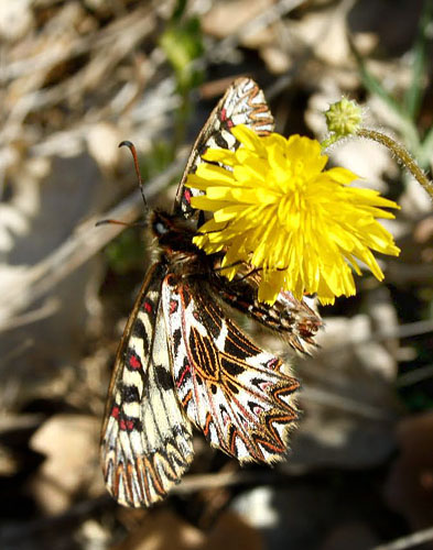 Italiensk Guirlandesommerfugl, Zerynthia cassandra. Provence, Frankrig d. 9 april 2011. Fotograf; Tom Nygard Kristensen