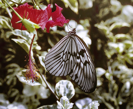 Tree Nymph or Paper butterflies, Idea blanchardii (Fabricius, 1807). Bali, Indonesien september 2005. Photographer; Tom Nygaard Kristensen