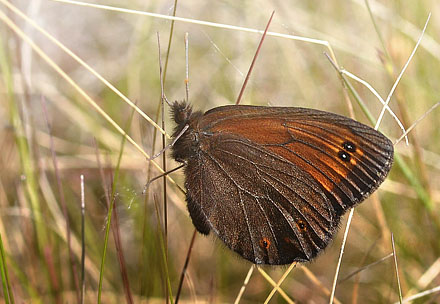 Arktisk Bjergrandøje, Erebia polaris. Karigasniemi, Finland d. 9 juli 2015. Fotograf; Allan Hartz