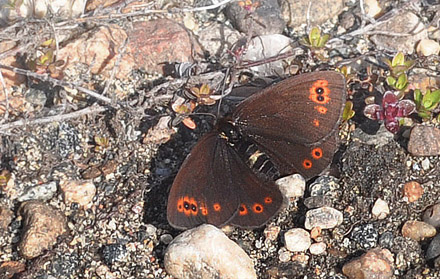 Arktisk Bjergrandøje, Erebia polaris. Karigasniemi, Finland d. 9 juli 2015. Fotograf; Allan Hartz