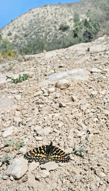 Vestlig Guirlandesommerfugl, Zerynthia rumina, Los Monegros, Aragon, Huesca,  Spanien d. 31 marts 2008. Fotograf; Tom Nygaard Kristensen