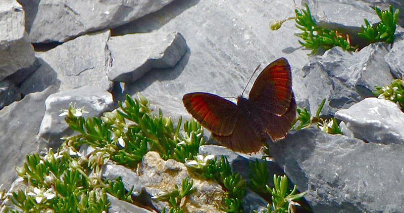 Højalpin Klippebjergrandøje, Erebia pluto ssp. oreas. Jungfrau 2400 m., Berner Oberland, Schweiz d. 14 august 2012. Fotograf; Rene Vergo