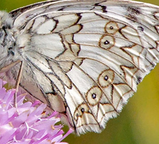 Bjerg-Skakbrtrandje, Melanargia russiae. Umbrien, Appenninerne, Italien d. 14 juli 2016. Fotograf; John S. Petersen