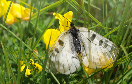 Parnassius nebrodensis (Turati, 1907). Le Boreon 1860m., Parc Mercantour, Alpes-Maritimes, Frankrig d. 30 juni 2016. Fotograf; John Vergo
