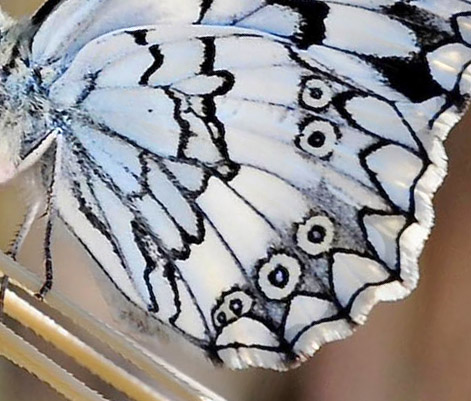 Balkan Marbled White, Melanargia larissa.  Skala Kalloni, Lesbos, Grkenland d. 19 may 2015. Photographer;  John Vergo