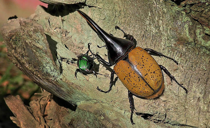 Hercules beetle, Dynastes hercules (Linnaeus, 1758). Caranavi, Yungas, Bolivia January 20, 2016. Photographer;  David Norfleet
