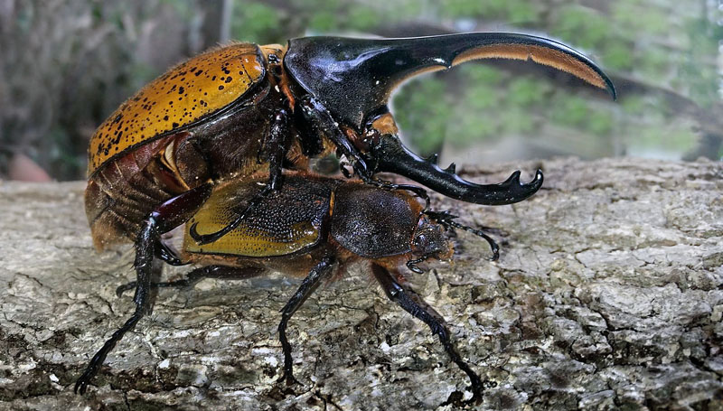 Hercules beetle, Dynastes hercules (Linnaeus, 1758). Caranavi, Yungas, Bolivia February 17, 2016. Photographer;  Peter Møllmann