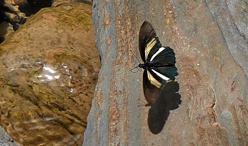 Cressus Swallowtail, Battus crassus ssp. hirundo (Röber, 1925).  Copacabana, Caranavi, Yungas, Bolivia January 24, 2016. Photographer;  Peter Møllmann
