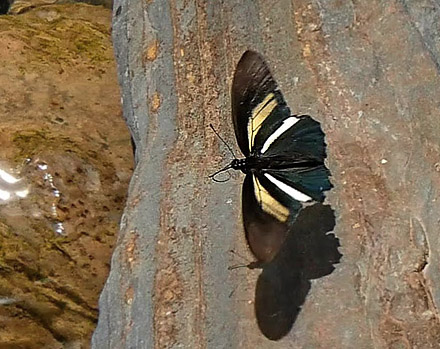 Cressus Swallowtail, Battus crassus ssp. hirundo (Röber, 1925).  Copacabana, Caranavi, Yungas, Bolivia January 24, 2016. Photographer;  Peter Møllmann
