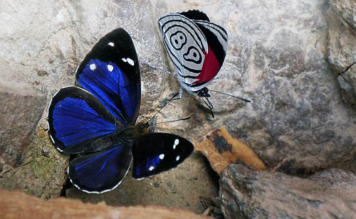 Gisella Sailor, Dynamine gisella (Hewitson, 1857) & Latreille's 89 Butterfly, Diaethria euclides ssp. phlogea (Salvin & Godman, 1868). Copacabana, Caranavi, Yungas, Bolivia January 23, 2016. Photographer;  Peter Møllmann
