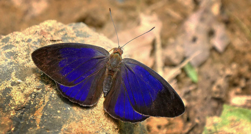 Rufous Purplewing, Eunica carias (Hewitson, 1857). Garrapatuni, Caranavi, Yungas, Bolivia January 15, 2016. Photographer; Peter Møllmann