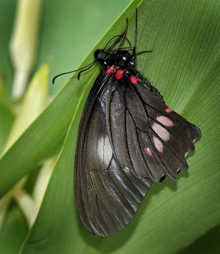 Mimoides ariarathes ssp. gayi (Lucas, 1852).  Caranavi, Yungas, Bolivia February 12, 2016. Photographer;  Peter Mllmann