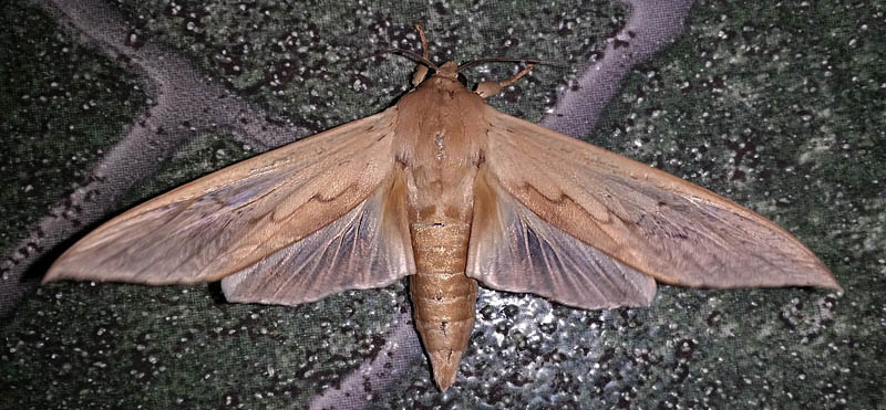 Giant Pyralidae moth. Caranavi, Yungas, Bolivia Febuary 14, 2016. Photographer;  Peter Møllmann