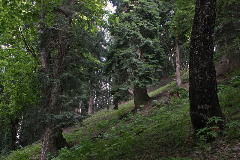Old growth conifer forest on steep slopes, Sonamarg, Kashmir, Indien d. 24 july 2016. Photographer; Erling Krabbe