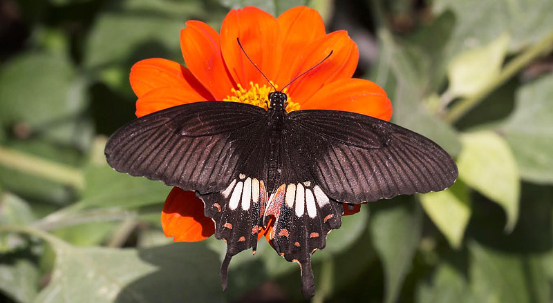 Common Mormon, Papilio polytes (Linnaeus, 1758) female. Chiang Mai, Thailand February 9, 2016. Photographer; Henrik S. Larsen