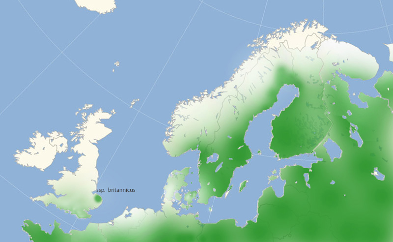 Svalehale nordeuropæisk udbredelse i 2010-2016. Kort lavet af Lars Andersen, april 2017.