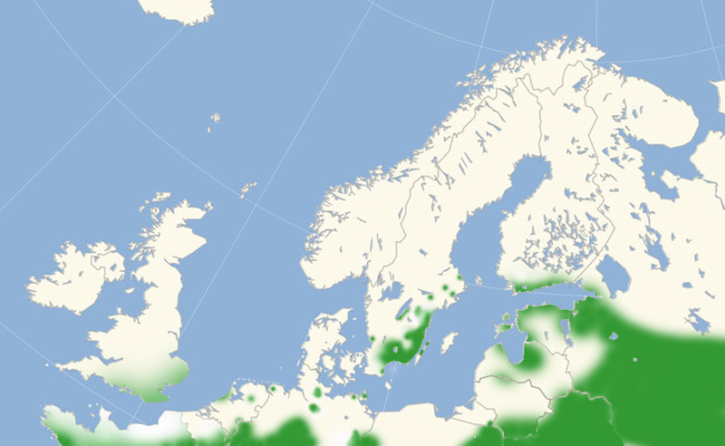 Kirsebærtakvinge udbredelse i Nordeuropa 2010-17. Kort lavet i april 2017 af Lars Andersen
