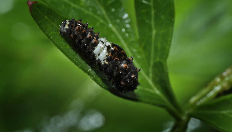 Svalehale, Papilio machaon larve på Kær-Svovlrod, Peucedanum palustre.  Gentofte Sø d. 2 juli 2016. Fotograf; Lars Andersen
