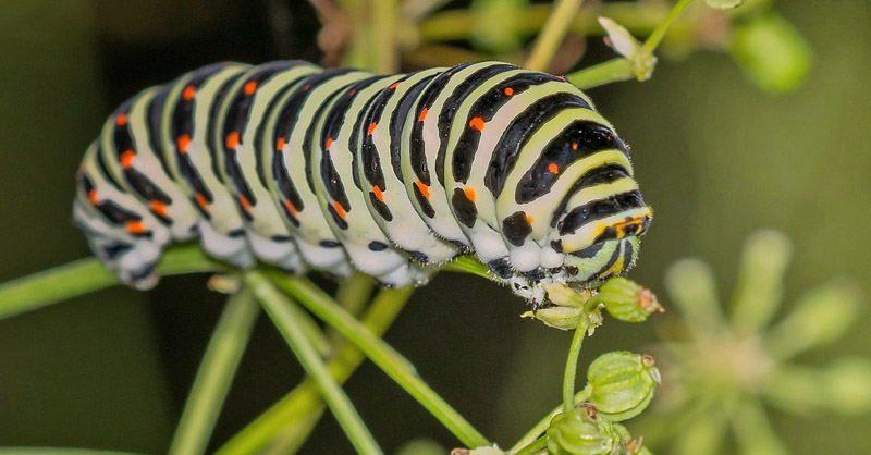 Svalehale, Papilio machaon larve på Skarntyde, Peucedanum palustre. Hodsager Plantage d. 29 juli 2016. Fotograf;  Carl Skovbjerg Johnsen