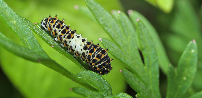 Svalehale, Papilio machaon larve på Kær-Svovlrod, Peucedanum palustre.  Gentofte Sø d. 8 juli 2016. Fotograf; Lars Andersen
