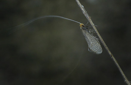 Nematopogon adansoniella han. Skelnæs / Storskov v. Søholt, Lolland d. 12 Maj 2016. Fotograf; Lars Andersen