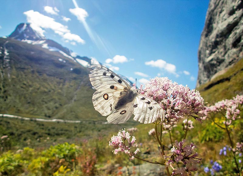 Apollo, Parnassius apollo ssp. jotunensis (Opheim, 1945). Gjendebu, Jotunheimen, Norge August 2016. Fotograf; Øyvind Sandbuløkken