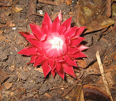 En rd blomst fra Kakum National Park, Ghana d. 25 januar 2006. Fotograf: Henrik Bloch