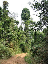 Atewa hills, Ghana d. 18 januar 2006. Fotograf: Henrik Bloch