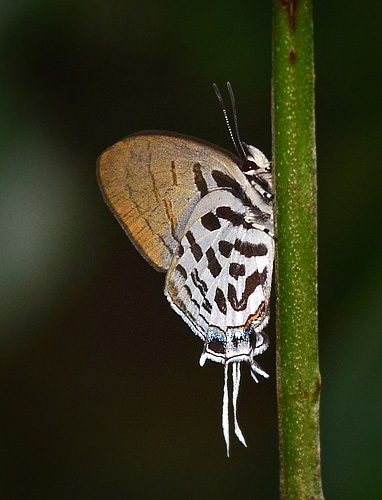 Common Posy, Drupadia ravindra ssp. surindra (Druce, 1895). Sepilok, Sabah, Borneo october 10, 2016.  Photographer; Hanne Christensen