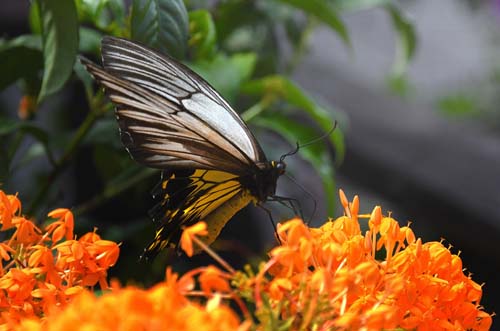 Malayan Birdwing, Troides amphrysus ssp. flavicolis (Druce, 1873) femalevisiting flowers. Abai Lodge, Lower Kinabatangan river, Sabah, Borneo october 2022. Photographer; Hanne Christensen