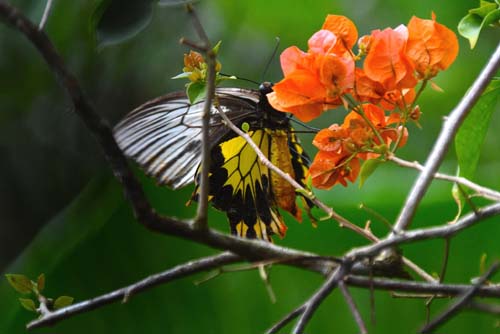 Malayan Birdwing, Troides amphrysus ssp. flavicolis (Druce, 1873) femalevisiting flowers. Abai Lodge, Lower Kinabatangan river, Sabah, Borneo october 2022. Photographer; Hanne Christensen