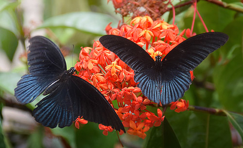 Great Mormon, Papilio memnon (Linnaeus, 1758) male. Poring Hotsprings, Sabah, Borneo october 9, 2016. Photographer; Hanne Christensen